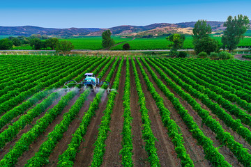 Fototapeta na wymiar Tractor spraying vines over vineyard in Europe.