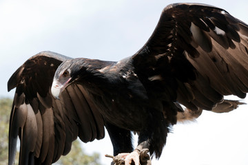 the wedge tail eagle is flapping his wings for balance