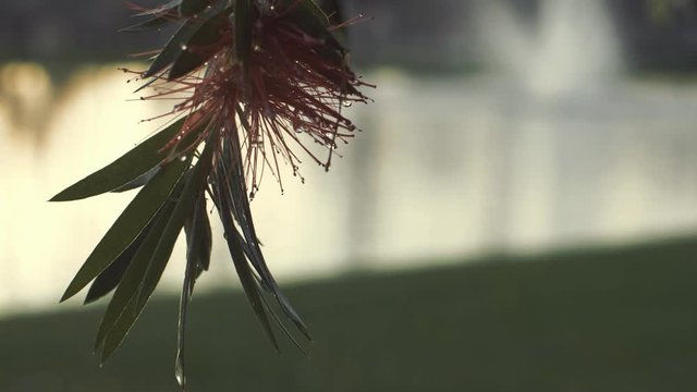 Close up flower drop water, slow motion flower, nature landscape after a day raining / toma cercana de flor, gotas de agua despu&eacute;s de lluvia, paisaje