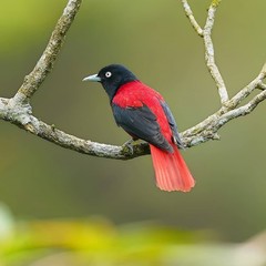 red headed woodpecker