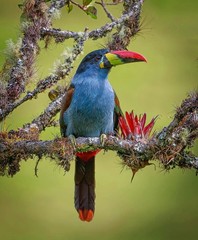 lilac breasted roller
