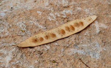 Dried shells of seeds of plants and trees