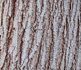 Tree trunk. Bark of tree. Texture