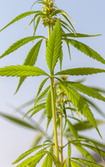 Detail of cannabis cola with visible hairs and leaves on flowering . Blooming Marijuana plant with early white Flowers, cannabis sativa leaves, marihuana