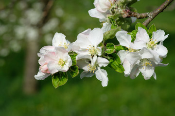 Obraz na płótnie Canvas White apple tree flowers