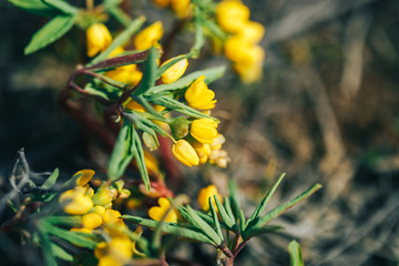 primrose, spring time, the first flowers after a long winter, nature comes to life