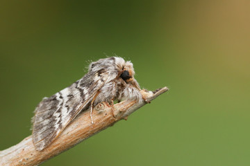 A Lunar Marbled Brown, Drymonia ruficornis, perched on a twig in spring.