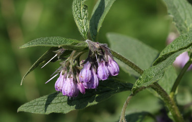 A flowering Comfrey plant, Symphytum, growing in the wild in the UK.