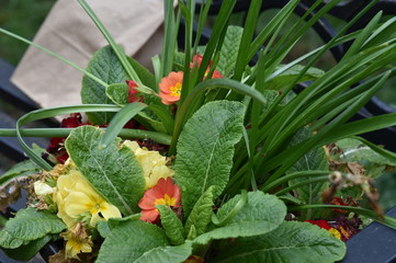Primrose Variety