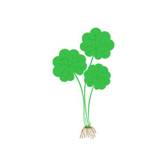 Gotu kola - medicinal plant. Asiatic pennywort isolated on white background. Superfood Gotu Kola medical herb. Vector illustration.