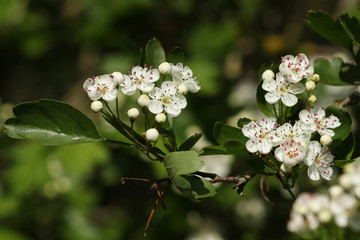 The blossom of a Hawthorn tree, Crataegus monogyna, in spring.