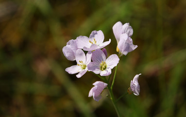The flowers of a Lady’s Smock or  Cuckoo Flower, Cardamine pratensis, growing in a meadow in the UK in spring.
