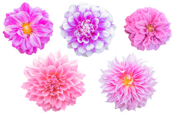 Multi Color Dahlia flower on white background. Photo with clipping path.