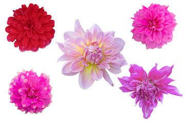 Multi Color Dahlia flower on white background. Photo with clipping path.oto with clipping path.