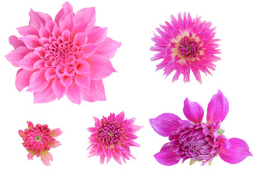 Pink Color Dahlia flower on white background. Photo with clipping path.