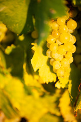 ripe white grape n vineyard in autumn just before harvest