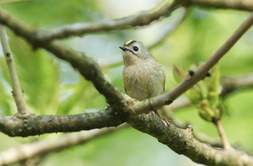 A Goldcrest, Regulus regulus, perching on a branch of a tree in spring. It is trying to attract a mate.
