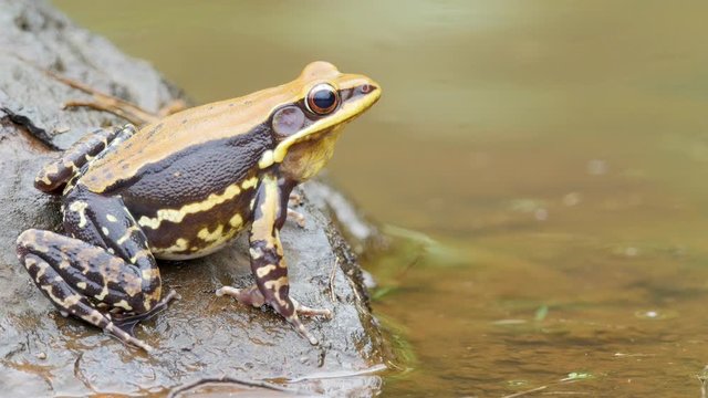 A Fungoid Frog male sits on the edge of the water during the monsoon season in the Western Ghats of India,  the beautiful colours of the male are visible with brown and yellow in the forest colour