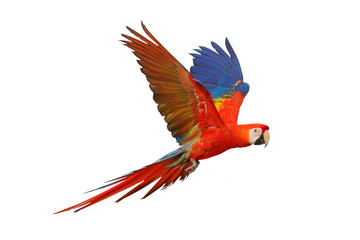 Scarlet macaw parrot flying isolated on white background. © Passakorn