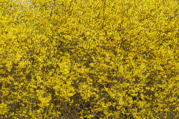 Forsythia is also one of the plant's common names, along with Easter tree; the genus is named after William Forsyth