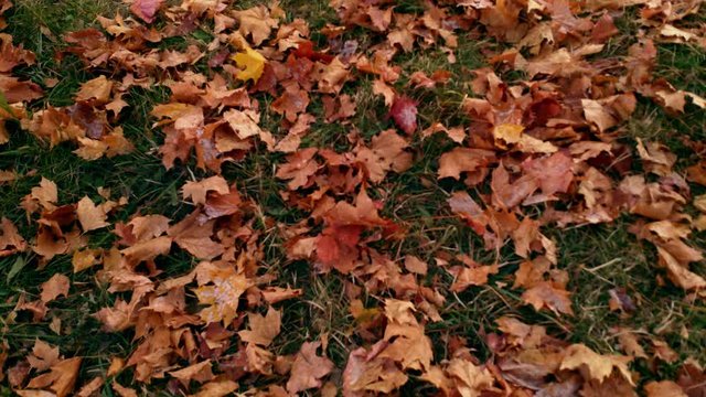 looking down on red mapple leaves On Grass In Autumn. Pan up from close up to wide angle