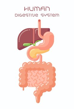 Flat design illustration of human digestive system, esophagus, stomach, liver, gall bladder, pancreas and intestine