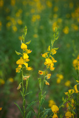 beautiful view at sunhemp flowers field