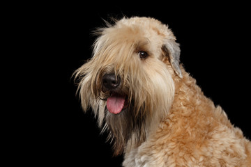 Portrait of Irish Soft Coated Wheaten Terrier on Isolated Black Background