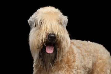 Portrait of Irish Soft Coated Wheaten Terrier Standing on Isolated Black Background