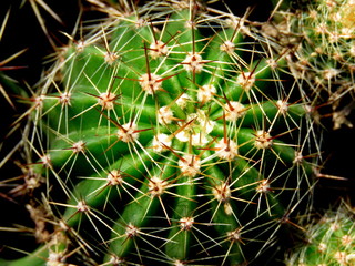 Close up image of cactus.