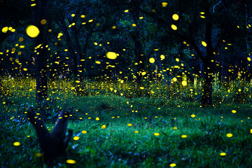 Firefly flying in the forest. Fireflies in the bush at night in Prachinburi Thailand. Long exposure...