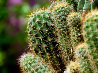 Close up image of cactus.