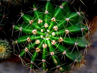 Close up image of cactus.