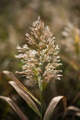 Golden autumn, yellow reeds on a small lake