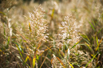 Golden autumn, yellow reeds on a small lake