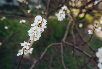 Flowering apricot in spring time on the background of a green park on a sunny day. The opening of the pistil close up. White flower, the onset of heat, copy space. Nature photography.