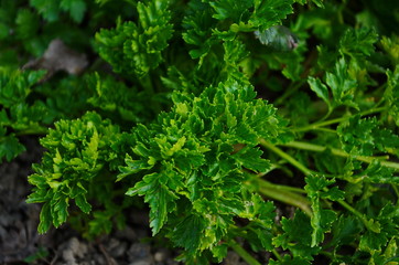 Green Parsley leaf background. Parsley or garden parsley is a species of flowering plant in the family Apiaceae, native to the central Mediterranean region.