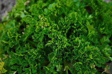 Green Parsley leaf background. Parsley or garden parsley is a species of flowering plant in the family Apiaceae, native to the central Mediterranean region.
