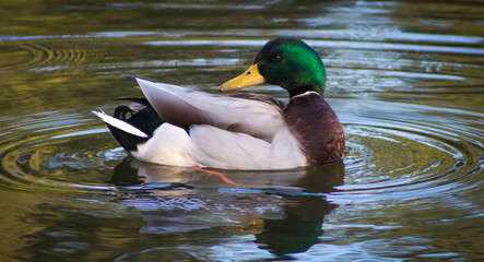 Duck on a lake, Vancouver, Canada.