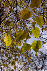 Autumn background. Yellow leaves on tree branches against the sky. Beautiful textured autumn background. Vertical, free space, nobody, cropped shot. Concept of the seasons.
