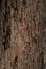 Obraz premium tree bark texture