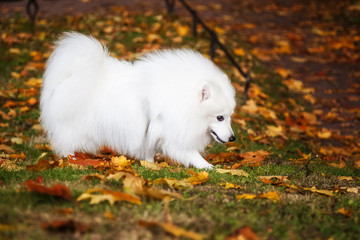 White Japanese Pomeranian walks in the Park in autumn
