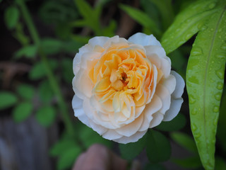 The beautiful roses in my garden bloom in the morning sun.