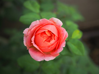 The beautiful roses in my garden bloom in the morning sun.