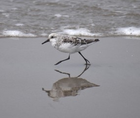 A sanderling (Calidris alba) runs across the shore, reflected in the wet sand at Moss Landing State Beach in California.