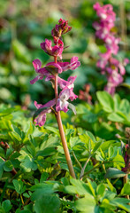 Obraz premium Corydalis cava flowers