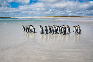 ペンギンの群れ フォークランド諸島,ボランティアポイント,Earththeater