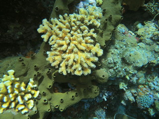 The amazing and mysterious underwater world of Indonesia, North Sulawesi, Manado, stone coral