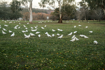 Cockatoo field