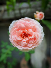 The beautiful roses in my garden bloom in the morning sun.